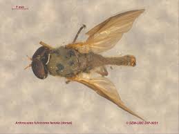 Attēlu rezultāti vaicājumam “Rhagionidae”