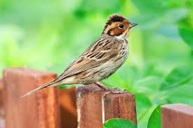 Image result for Emberiza pusilla