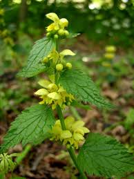 Attēlu rezultāti vaicājumam “Lamiastrum galeobdolon”