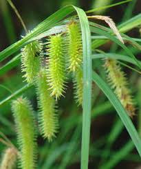 Attēlu rezultāti vaicājumam “Carex pseudocyperus female flower”