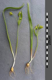 Attēlu rezultāti vaicājumam “Gagea lutea”