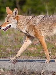 Image result for Hartlepool Coyotes