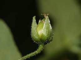 Attēlu rezultāti vaicājumam “Myosoton aquaticum”