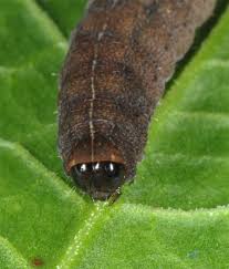 Attēlu rezultāti vaicājumam “Rusina ferruginea”