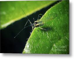 Attēlu rezultāti vaicājumam “Aphididae”