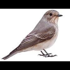 Attēlu rezultāti vaicājumam “Muscicapa striata nest”