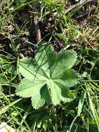 Attēlu rezultāti vaicājumam “Alchemilla subcrenata”