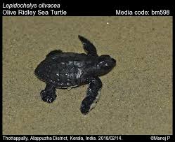 Image result for Lepidochelys olivacea