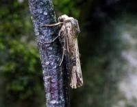 Attēlu rezultāti vaicājumam “Axylia putris”