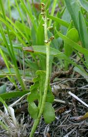 Attēlu rezultāti vaicājumam “Botrychium lunaria”