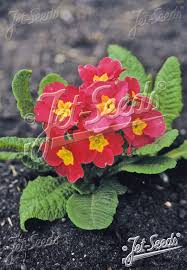 Image result for Primula elatior