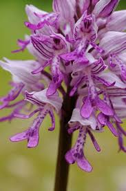 Attēlu rezultāti vaicājumam “Orchis militaris”