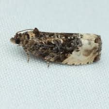 Attēlu rezultāti vaicājumam “Hedya nubiferana”