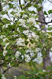 Attēlu rezultāti vaicājumam “Crataegus x macrocarpa leaf”