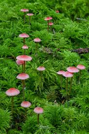 Attēlu rezultāti vaicājumam “Mycena rosella”
