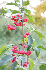 Attēlu rezultāti vaicājumam “Euonymus verrucosus fruit”