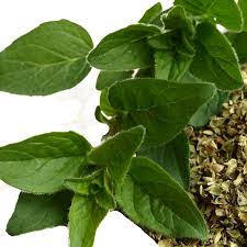 Image result for Oregano
