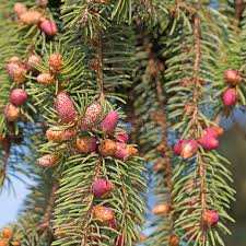 Attēlu rezultāti vaicājumam “Picea abies male flower”