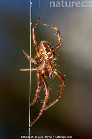 Attēlu rezultāti vaicājumam “Araneus quadratus female”