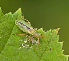 Attēlu rezultāti vaicājumam “Myrmus miriformis”