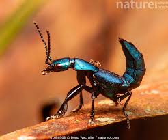 Attēlu rezultāti vaicājumam “Staphylinidae”