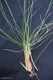 Attēlu rezultāti vaicājumam “Nardus stricta fruit”