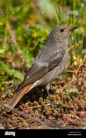 Attēlu rezultāti vaicājumam “Phoenicurus ochruros female”