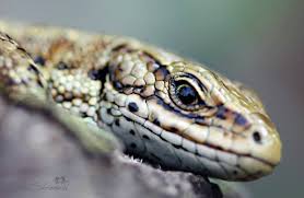 Attēlu rezultāti vaicājumam “Lacerta vivipara”