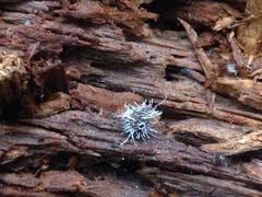 Attēlu rezultāti vaicājumam “Tilachlidium brachiatum”