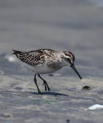 Attēlu rezultāti vaicājumam “Calidris falcinellus”