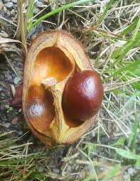 Attēlu rezultāti vaicājumam “Aesculus flava fruit”