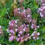 Attēlu rezultāti vaicājumam “Thymus pulegioides”