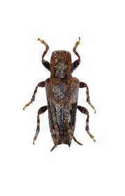 Attēlu rezultāti vaicājumam “Pogonocherus hispidulus”