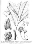 (<b>Clusiaceae</b>).png