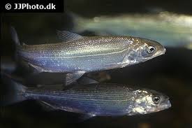 Image result for Coregonus lavaretus oxyrinchus