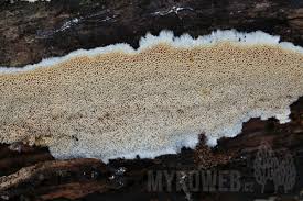 Attēlu rezultāti vaicājumam “Junghuhnia nitida”