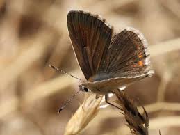 Attēlu rezultāti vaicājumam “Aricia artaxerxes  underside”
