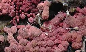 Attēlu rezultāti vaicājumam “Arcyria incarnata spores”