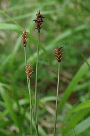 Attēlu rezultāti vaicājumam “Carex dioica”
