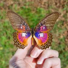 Attēlu rezultāti vaicājumam “Zygaenidae”