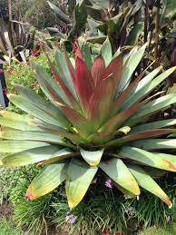 Attēlu rezultāti vaicājumam “Arcyria imperialis stalked”