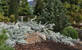 Attēlu rezultāti vaicājumam “Picea pungens”