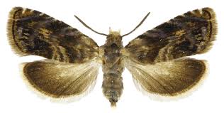 Attēlu rezultāti vaicājumam “Grapholita funebrana”