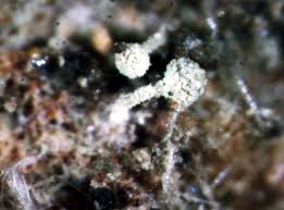 Attēlu rezultāti vaicājumam “Chaenotheca brachypoda”