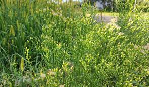 Attēlu rezultāti vaicājumam “Erigeron canadensis”