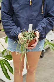 Attēlu rezultāti vaicājumam “Diderma montanum var. album stalked”