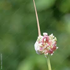 Attēlu rezultāti vaicājumam “Allium sativum fruit”