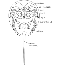 Image result for Limulus polyphemus