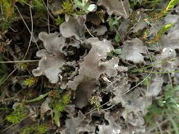 Attēlu rezultāti vaicājumam “Peltigera canina”