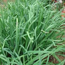 Image result for Allium tuberosum